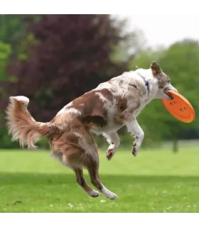 Frisbee de compétition pour chien